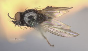 Media type: image;   Entomology 11140 Aspect: habitus dorsal view